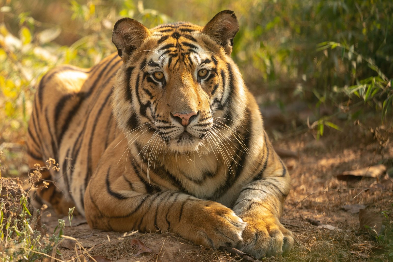 A Bengal tiger resting in Bandhavgarh National Park, Madhya Pradesh