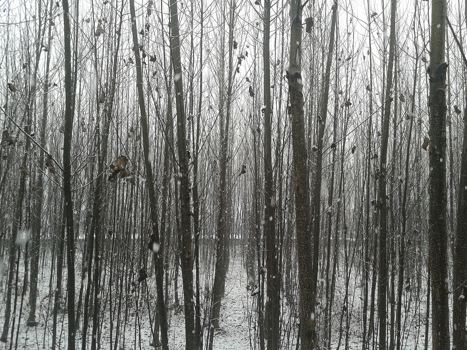 Snowfall near Srinagar, Jammu and Kashmir